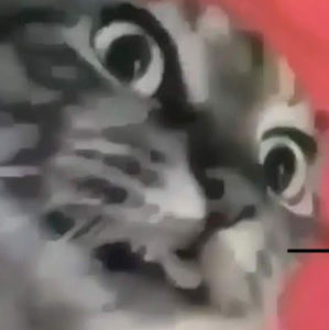 Meet your Posher, Jackson